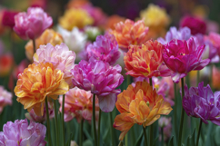 Colorful Tulip Background Product Image 1