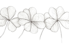 Clover Leaf Drawing with White Background Product Image 1