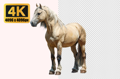 Haflinger Horse Transparent PNG Product Image 1