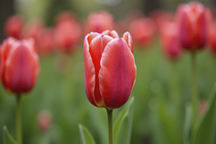 Red Tulips Field Background Product Image 1