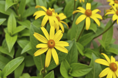 False Sunflower Background Wallpaper Product Image 1