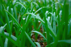 Green Grass Background Product Image 1