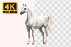 White Arabian Horse Transparent PNG Product Image 1