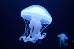 Jellyfish Background Product Image 1