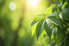 Green Palmately Compound Leaves Background Wallpaper Product Image 1