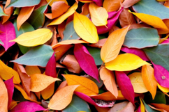 Autumn Leaves Background Product Image 1