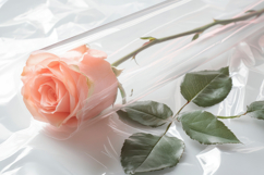 Single Pink Rose Background Wallpaper Product Image 1
