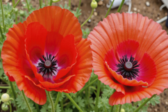 Oriental Poppies Background Product Image 1