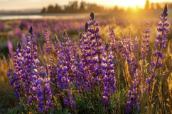 Purple Lupine Field Background Product Image 1