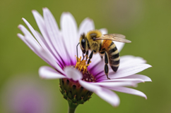 Honey Bee on a Flower Background Wallpaper Product Image 1