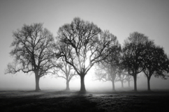 Foggy Trees Background Wallpaper Product Image 1