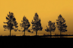 Trees Silhouetted Background Wallpaper Product Image 1