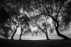 Trees Silhouetted Background Wallpaper Product Image 1