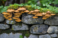 Shelf Mushrooms with Stones Background Product Image 1