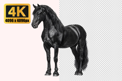 Black Friesian Horse Transparent PNG Product Image 1