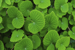 Green Leaves Background Product Image 1