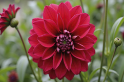Red Dahlia Background Product Image 1