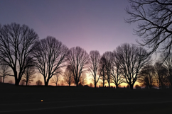 Silhouetted Trees Background Wallpaper Product Image 1