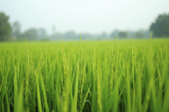 Green Field Background Product Image 1