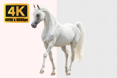 White Arabian Horse Transparent PNG Product Image 1