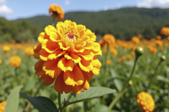 Yellow Flower Background Wallpaper Product Image 1