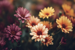 Barberton Daisy Flowers Background Wallpaper Product Image 1