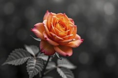Orange Rose Background Product Image 1