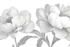 Peony Flower Background Wallpaper Product Image 1