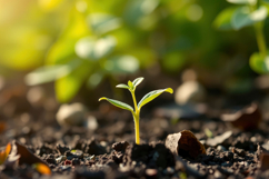 Plant Grow In Soil Background Product Image 1