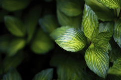 Peppermint Background Wallpaper Product Image 1