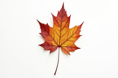 Single Maple Leaf on White Background Wallpaper Product Image 1