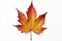 Maple Leaf on White Background Wallpaper Product Image 1