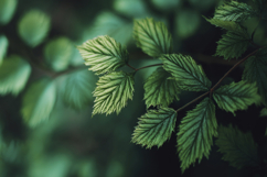 Salmonberry Background Wallpaper Product Image 1