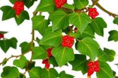 Red Flower With Leaves Background Product Image 1