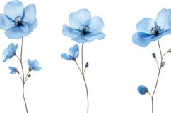 Blue Flower Background Product Image 1