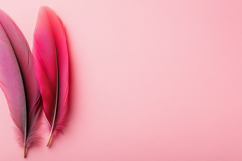 Pink Feather with Pink Background Wallpaper Product Image 1