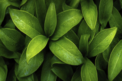 Green Leaves Background Product Image 1