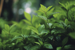 Tea Plant Background Wallpaper Product Image 1