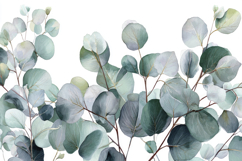 Eucalyptus Branches Background Product Image 1
