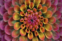 Dahlia Flowers Background Product Image 1