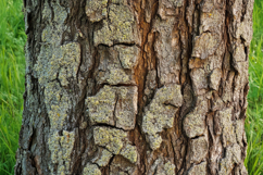 Caribbean Pine Background Wallpaper Product Image 1