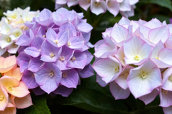 Colorful Hydrangea Flower Background Product Image 1