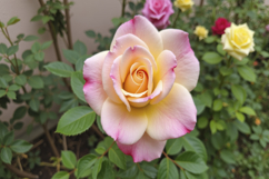 Pink Rose Flowers Background Wallpaper Product Image 1