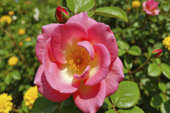 Pink Rose Flowers Background Wallpaper Product Image 1