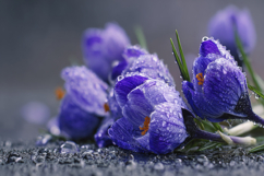 Purple Crocus Flowers Background Wallpaper Product Image 1