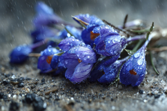 Crocus Sativus Flowers Background Wallpaper Product Image 1