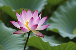 Sacred Lotus Flowers Background Wallpaper Product Image 1