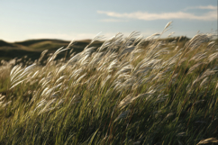 Feather Grass Background Wallpaper Product Image 1