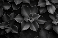 Echeveria Flower Background Wallpaper Product Image 1