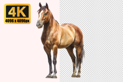 Brown Horse Transparent PNG Product Image 1